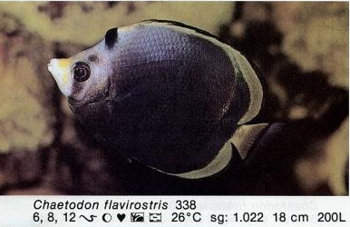 Chaetodon flavirostris
